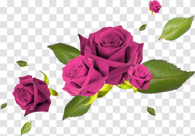 Flower Garden Roses - Love - Red Flowers Transparent PNG