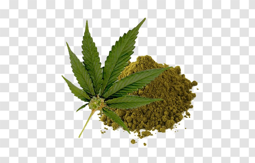 Cannabis Sativa Legality Of Legalization Medical - Cultivation - Hemp Transparent PNG