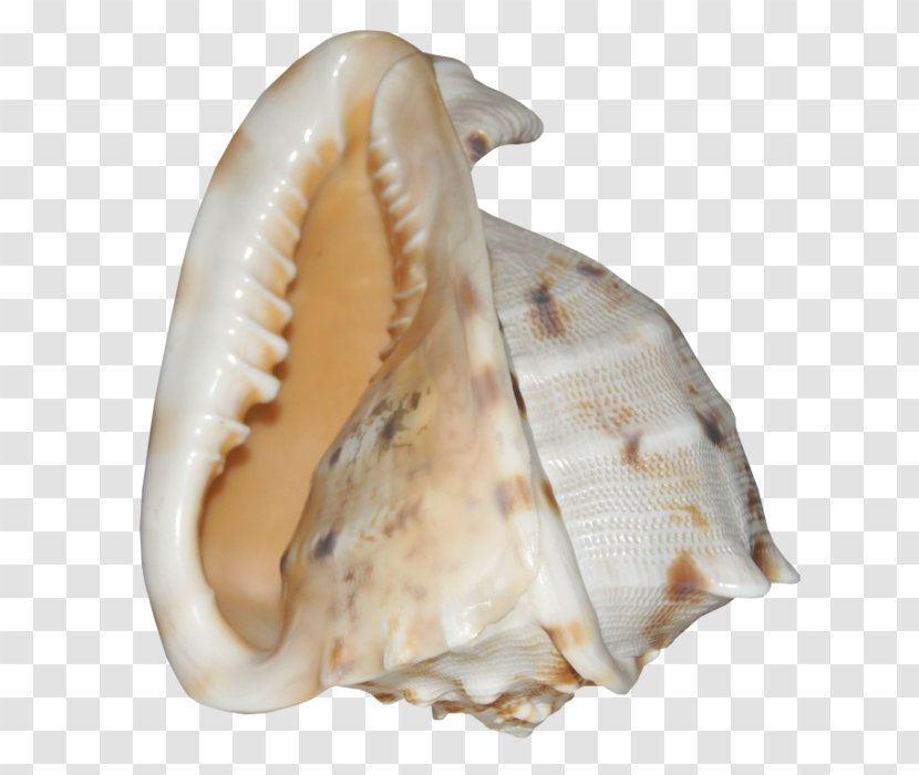 Cockle Shankha Conchology Seashell - Clam - Conch Transparent PNG