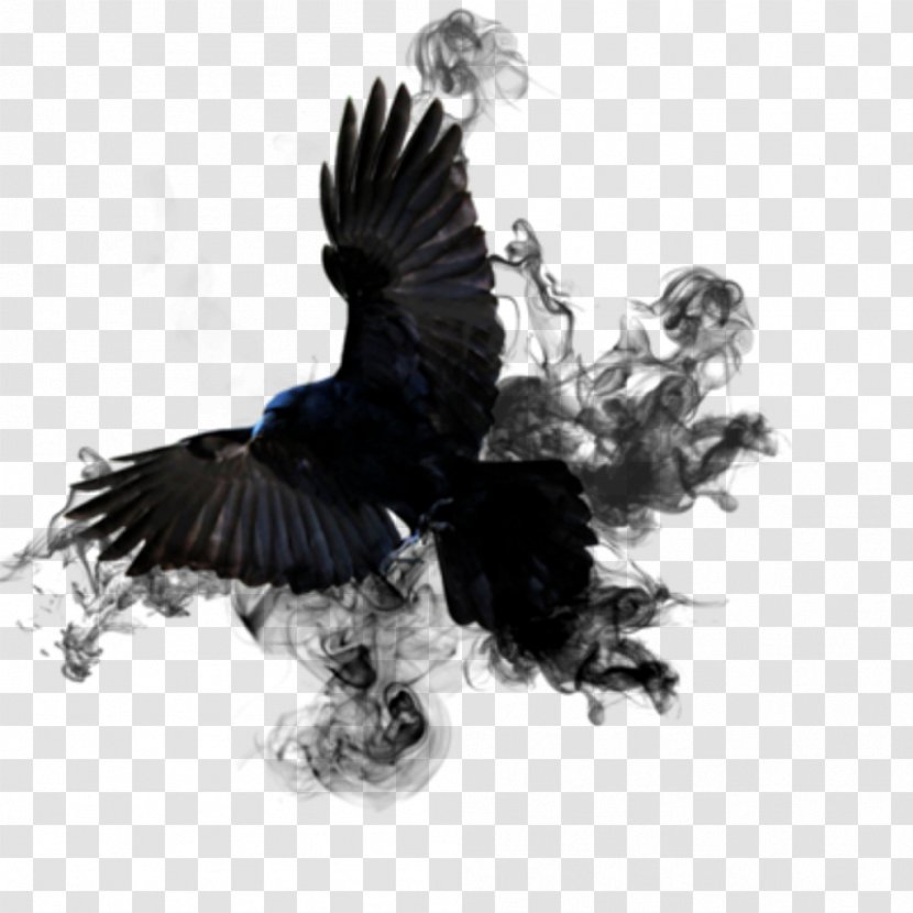 Bird Crow - Black Transparent PNG