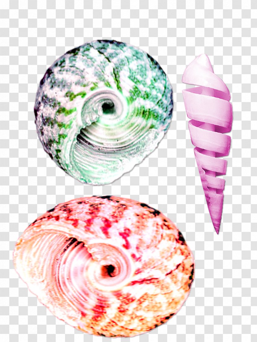 Seashell Color Conch - Close Up - Small Beautiful Colorful Transparent PNG
