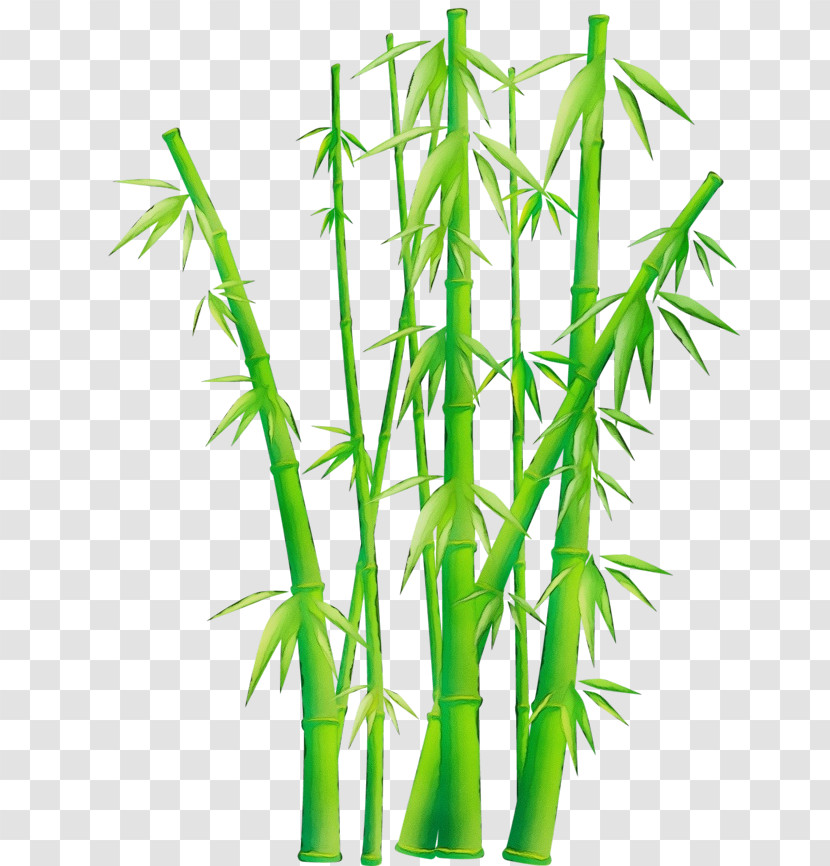 Bamboo Plant Stem Plant Grass Family Grass Transparent PNG