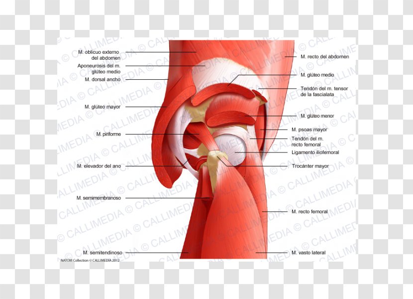 Gluteal Muscles Rectus Femoris Muscle Gluteus Maximus Nerve Minimus - Silhouette - Tree Transparent PNG