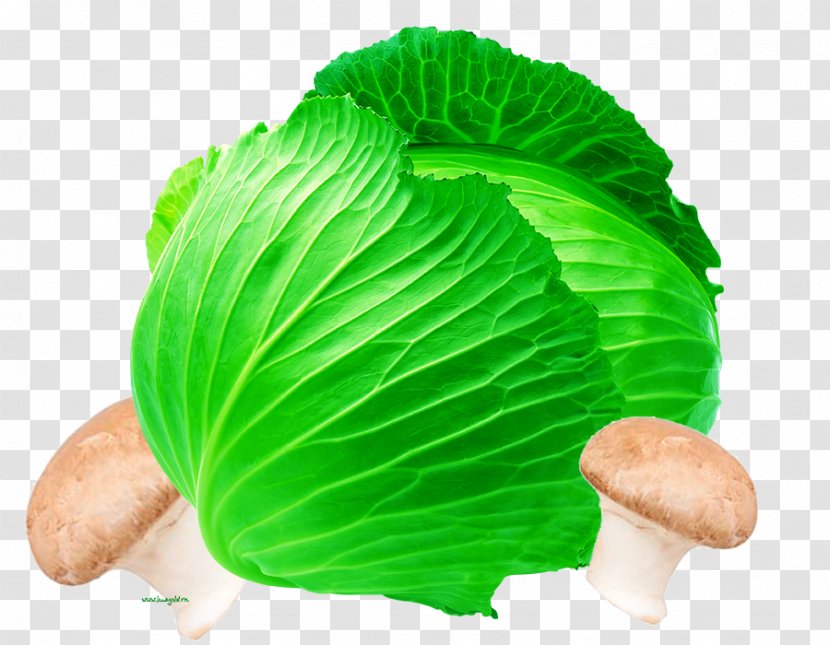 Vegetable Cabbage Food Plant Capsicum - Zucchini - Delicious Material Transparent PNG