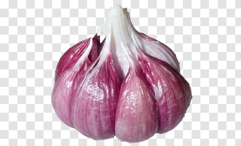 Garlic Shallot Red Onion Bulb Lilies Transparent PNG