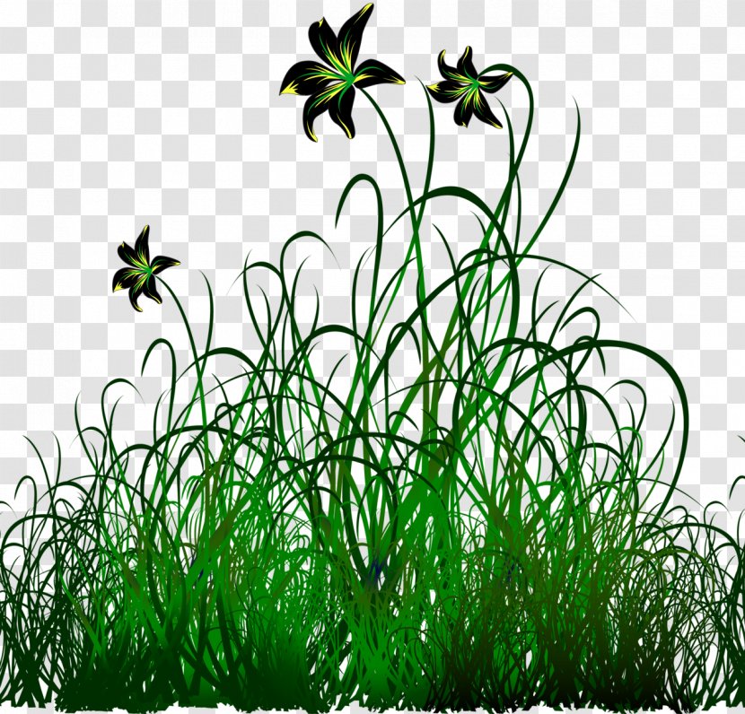 Vector Graphics Flower Image Green Design - Herb Transparent PNG