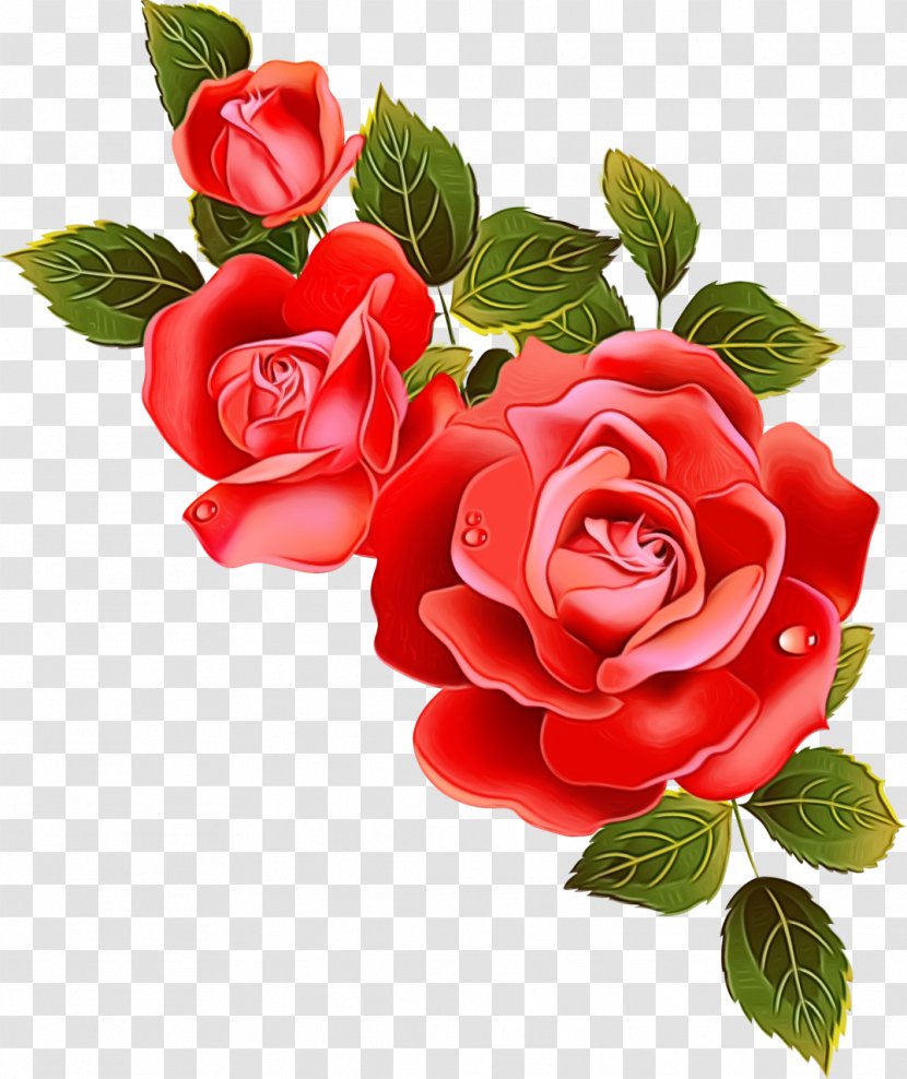 Garden Roses - Cut Flowers - Floribunda Transparent PNG