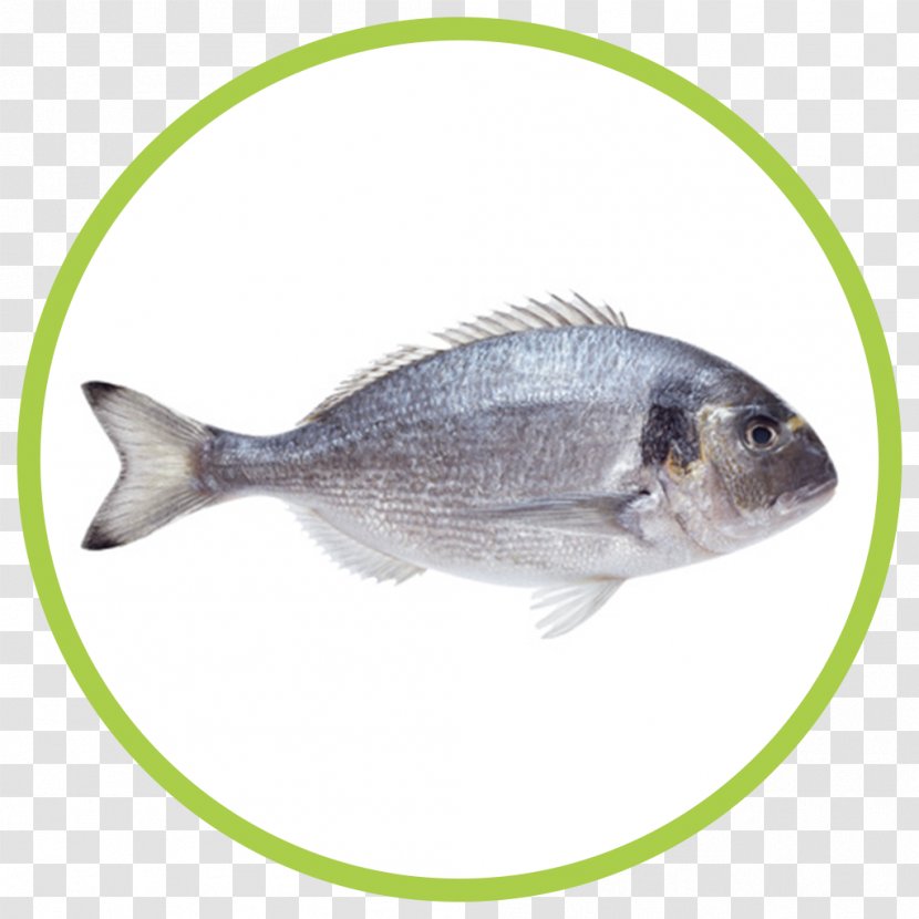 Fish Gilt-head Bream Seafood Transparent PNG