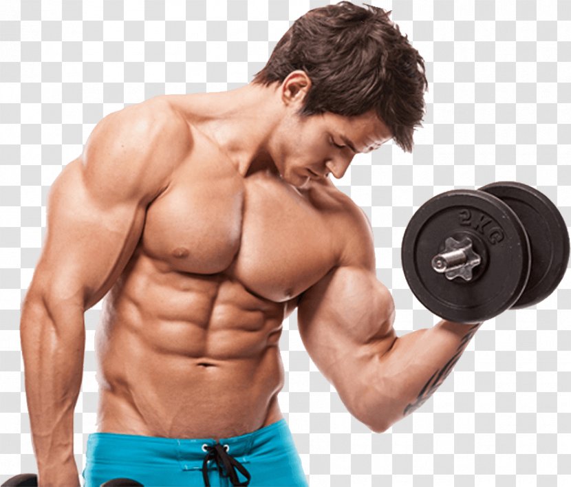 Physical Fitness Weight Training Centre Exercise Bodybuilding - Cartoon Transparent PNG
