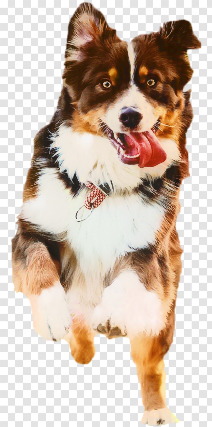 Dog And Cat - Bark - Herding English Shepherd Transparent PNG