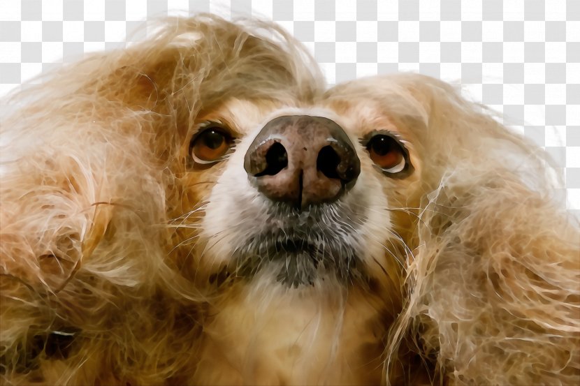 Dog Breed Snout Nose Companion - Wet Ink - Closeup Cocker Spaniel Transparent PNG