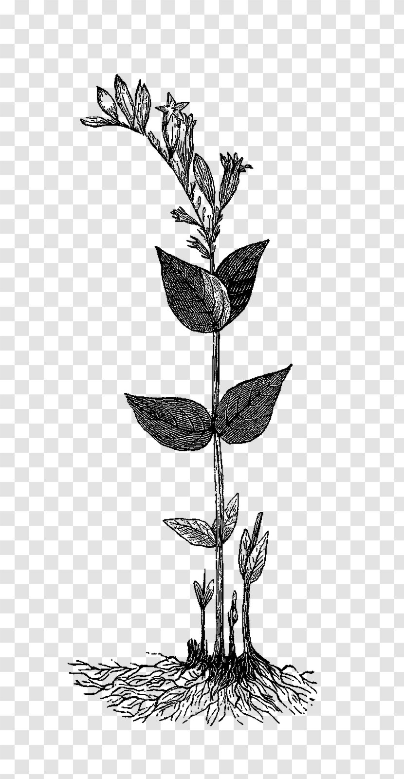 Twig /m/02csf Drawing Plant Stem Flower - Leaf Transparent PNG