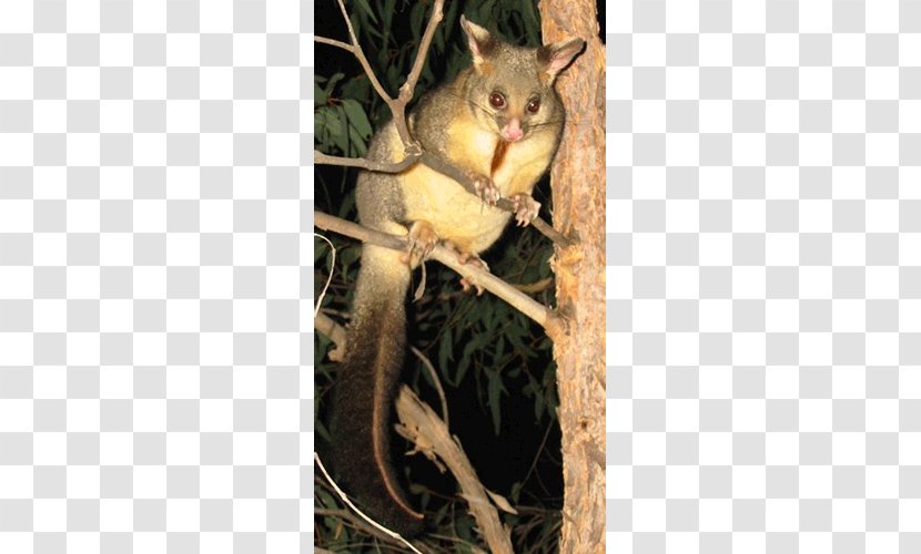 Dormouse Squirrel Fauna Tail - Possum - Mouse Transparent PNG