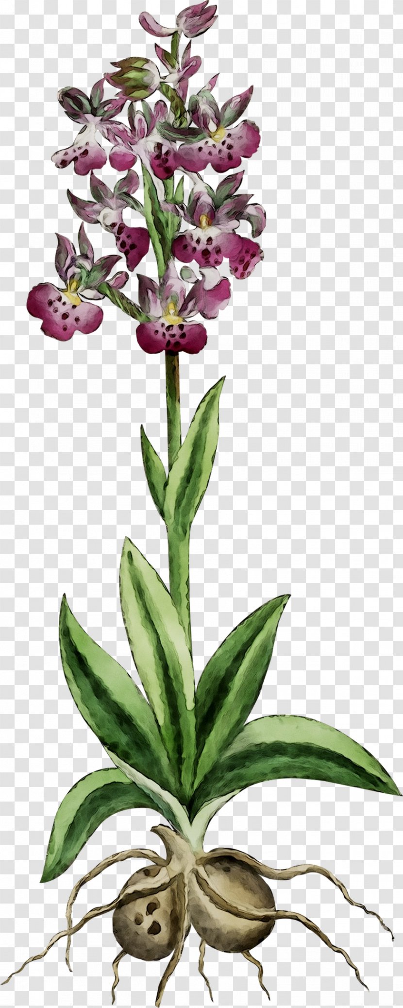 Orchids Herbaceous Plant Stem Terrestrial Plants - Orchid - Neotinea Ustulata Transparent PNG