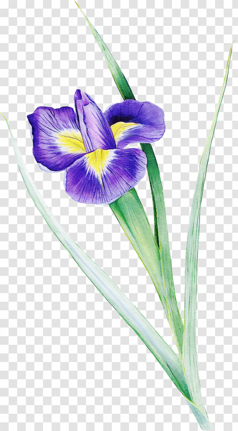 Flower Algerian Iris Plant Violet Iris Versicolor Transparent PNG