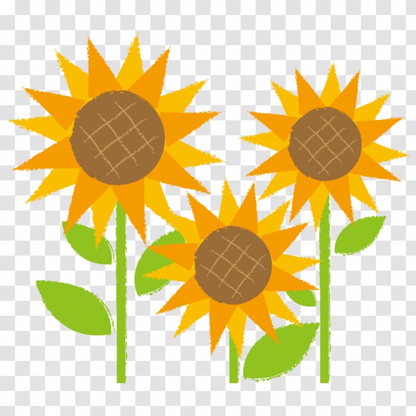 Sunflower Flower. - Kindergarten - School Transparent PNG