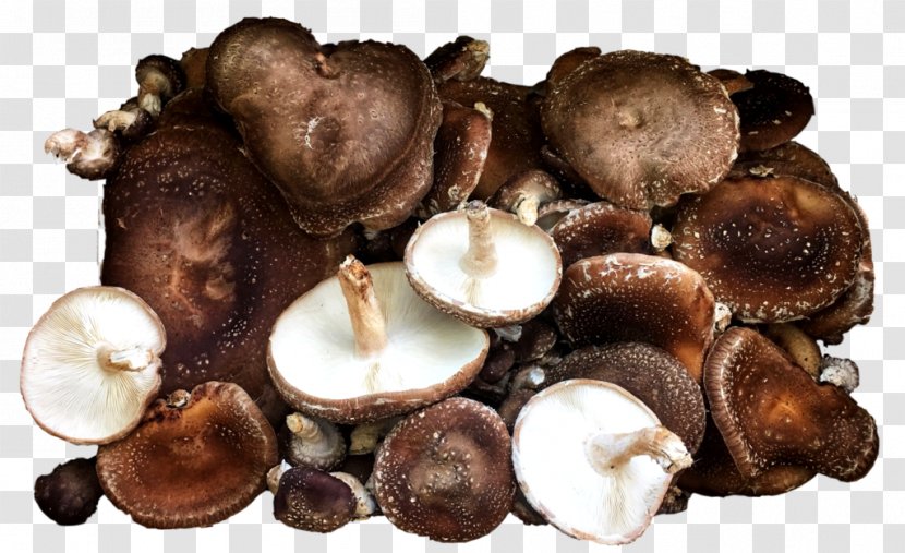 Shiitake Mushroom Champignon Agaricus Edible - Pleurotus Eryngii - Russula Integra Fungus Transparent PNG