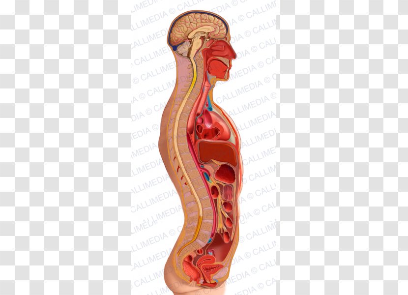 Sagittal Plane Homo Sapiens Torso Anatomy Human Body - Frame - Endocrine System Transparent PNG