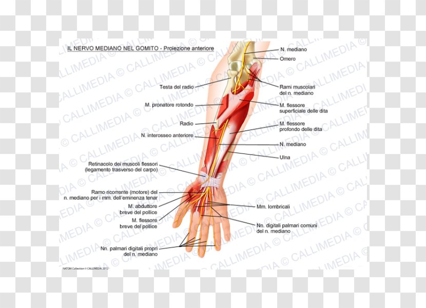 Thumb Median Nerve Elbow Ulnar - Flower - Heart Transparent PNG