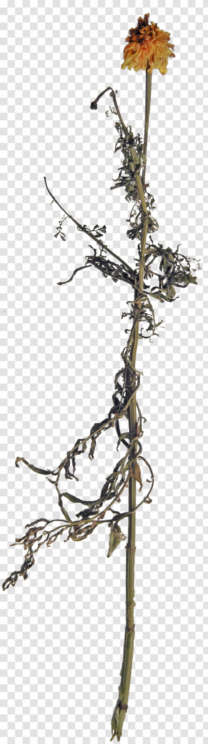 Twig Plant Stem Flowering Plants - Flower - Grass Roots Transparent PNG