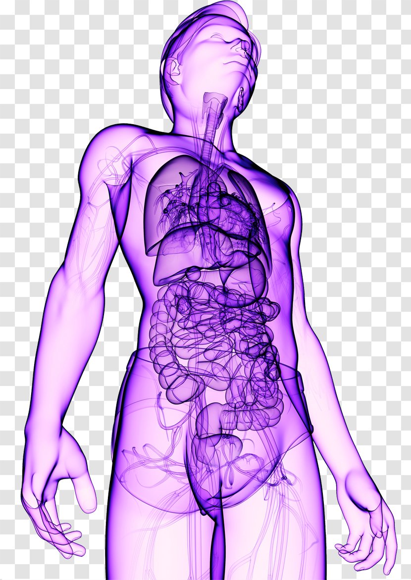 Organism Human Body Healing - Frame Transparent PNG