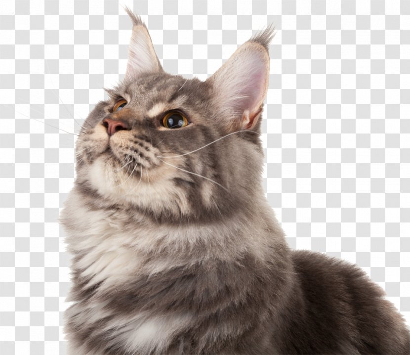 Maine Coon American Wirehair Whiskers Kitten Asian Semi-longhair - Abyssinian Cat Transparent PNG
