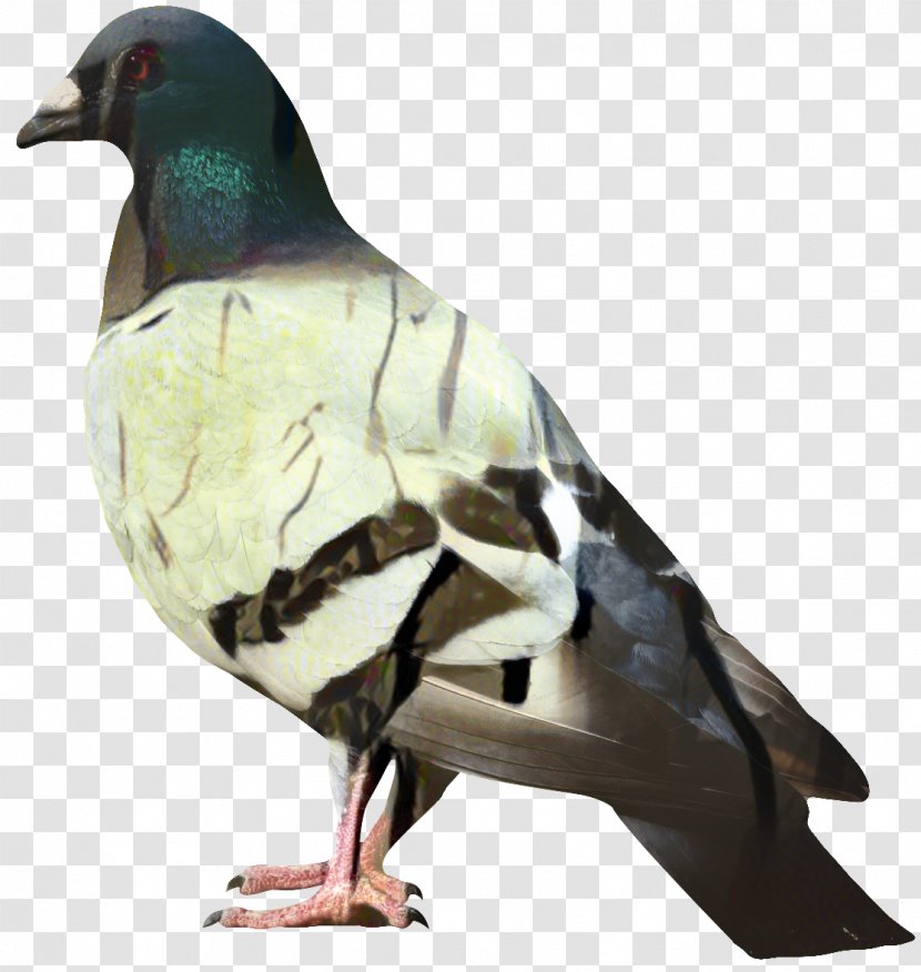 Dove Bird - Homing Pigeon - Ducks Geese And Swans Hunting Decoy Transparent PNG