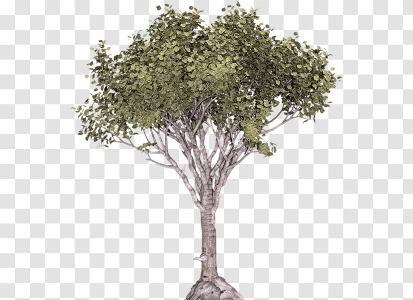 Stone Pine Tree Illustration Juniper Conifers Transparent PNG