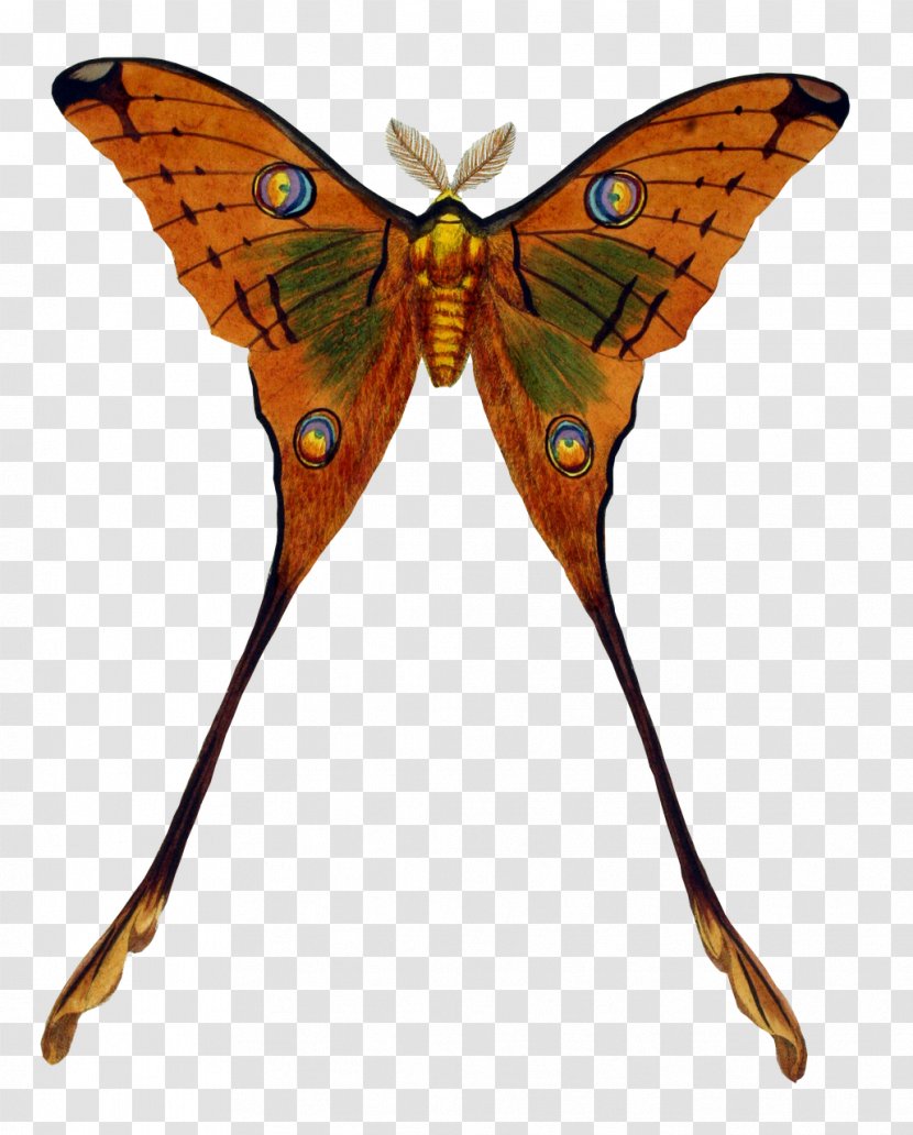 Butterfly Insect Clip Art - Symmetry - Peacock Transparent PNG