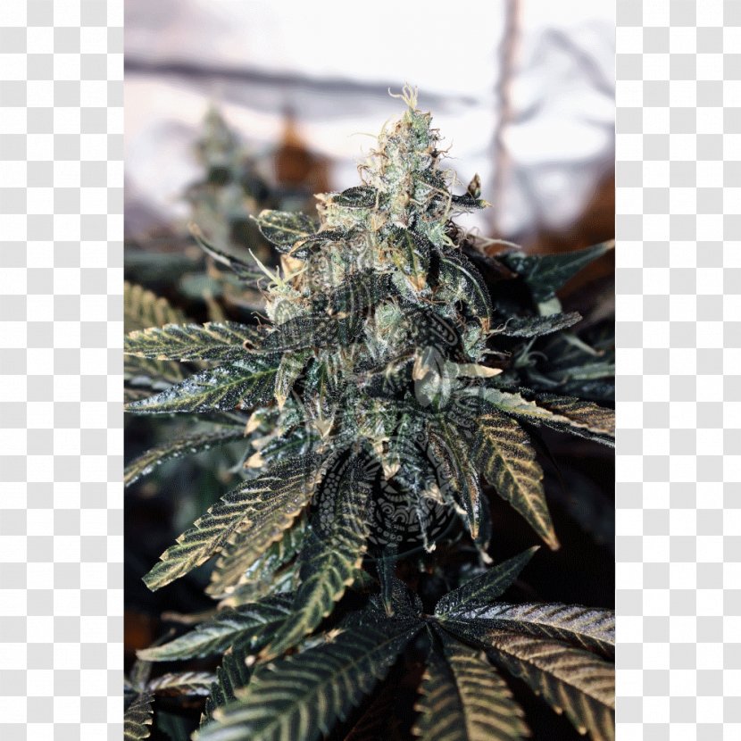 Hemp Cannabis Seed .com Finite Element Method - Mandalla Transparent PNG