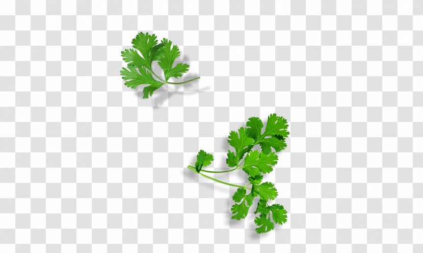 Parsley Herbalism Plant Stem Leaf Superfood Transparent PNG