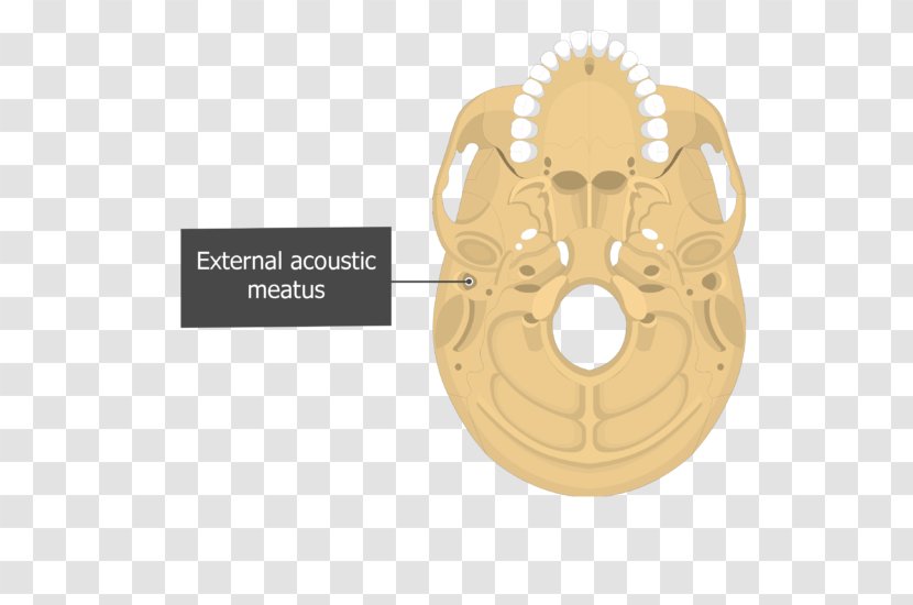Carotid Canal Mastoid Part Of The Temporal Bone Stylomastoid Foramen Occipital - Skull Transparent PNG