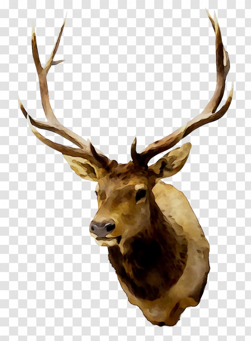 Elk Reindeer White-tailed Deer Antler - Horn - Trophy Transparent PNG