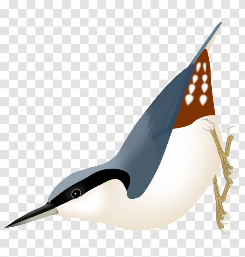 Bird Passerine Beak Eurasian Nuthatch Algerian - Fish Transparent PNG