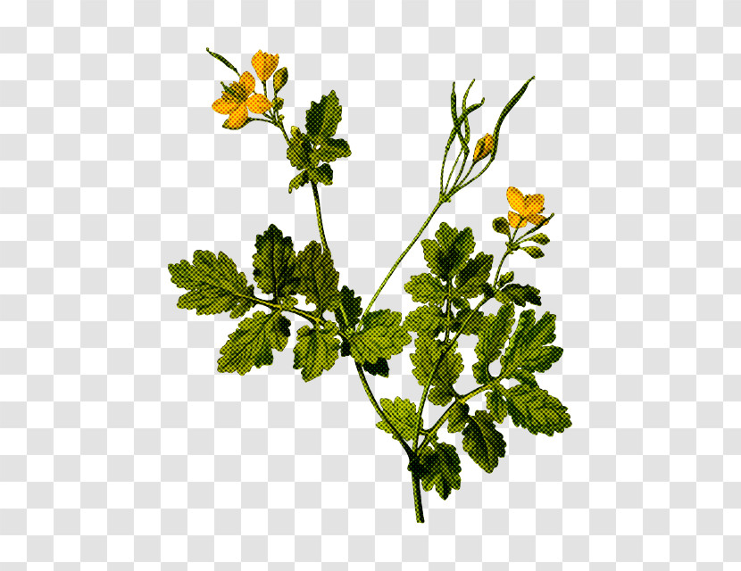 Parsley Transparent PNG