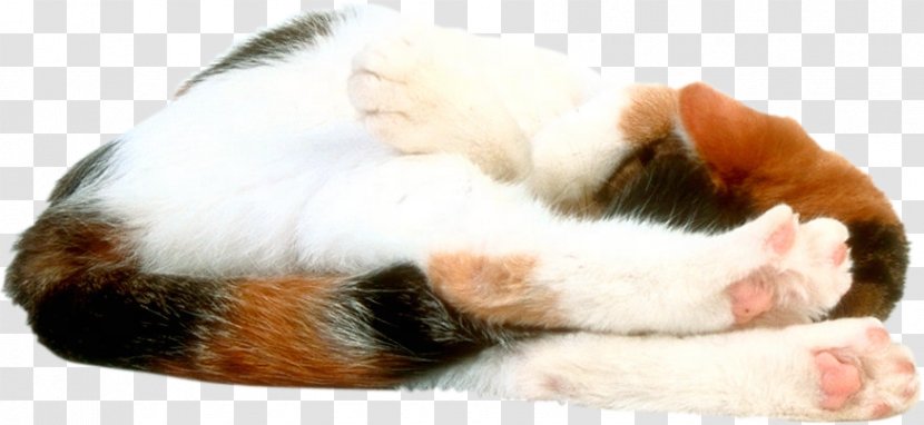 Whiskers Cat Kitten Snout Claw - Paw Transparent PNG