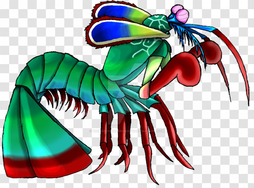 Mantis Shrimp Odontodactylus Scyllarus Drawing Clip Art - Wing - Shrimps Transparent PNG