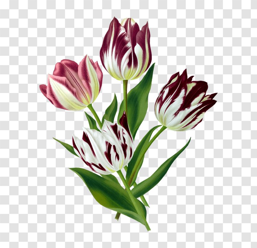 Tulip Art Floral Design Botanical Illustration - Bud Transparent PNG