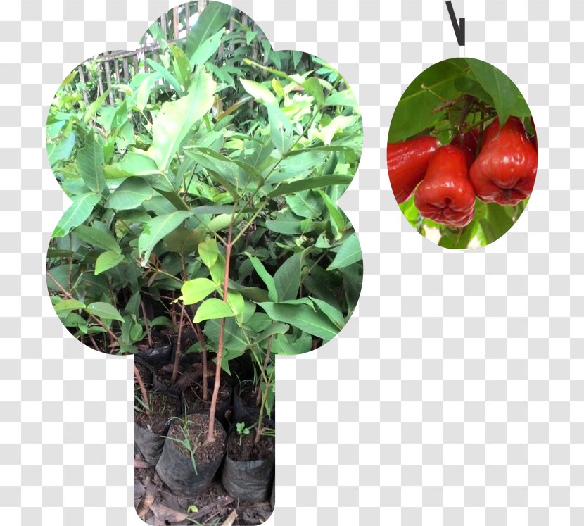 Watery Rose Apple Benih Seed Plants Bukalapak - Jambu Transparent PNG