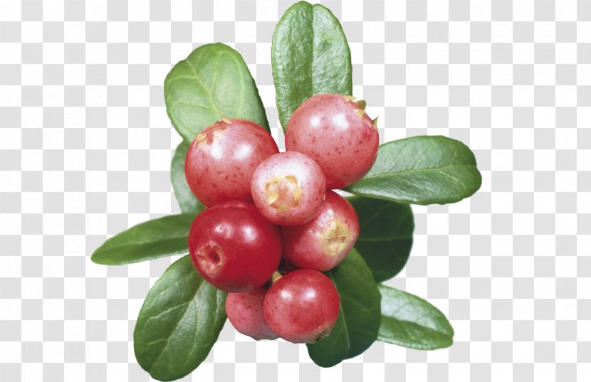 Tea Tree Oil - Berry - Hypericum Daphne Transparent PNG