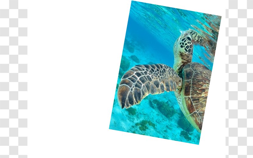 Underwater Diving Maldives Sea Turtle Scuba - Crociera Transparent PNG