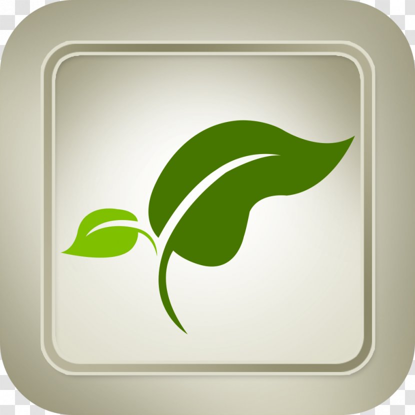 Medicine Quiz Pharmaceutical Drug Therapy Pharmacy - Leaf - Herbs Transparent PNG