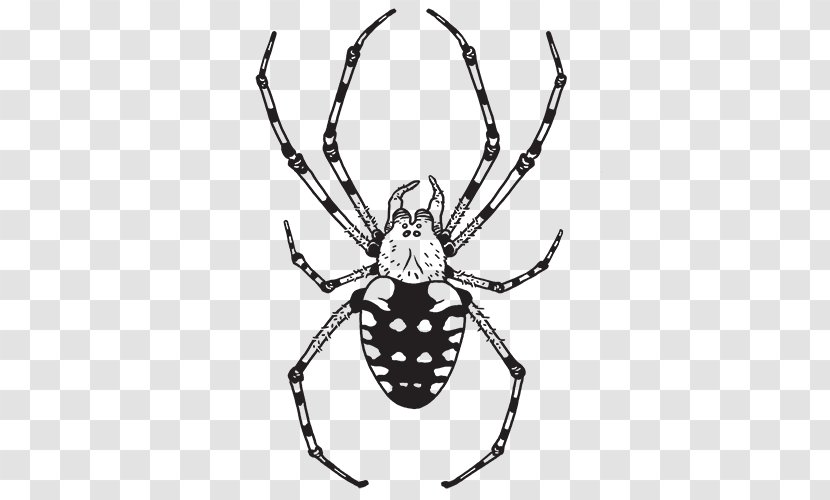 Southern Black Widow Hobo Spider Aptive Environmental Orb-weaver Spiders - Wing Transparent PNG