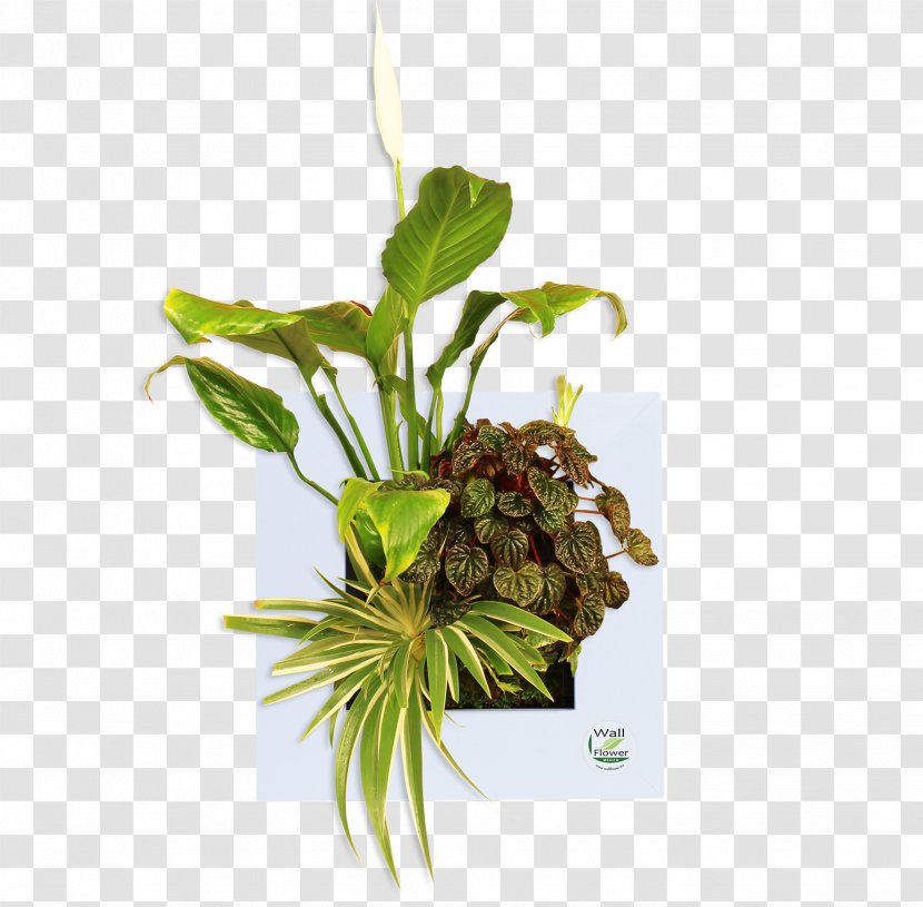 Leaf Flowerpot Herb Plant Stem Transparent PNG