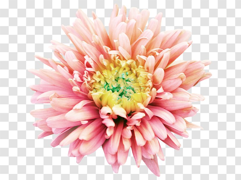 Dahlia Flower Transvaal Daisy Clip Art - Hibiscus Transparent PNG