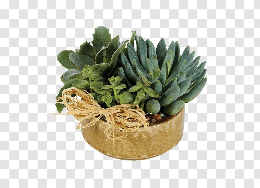 Succulent Plant Viper's Bowstring Hemp Garden Floristry Transparent PNG