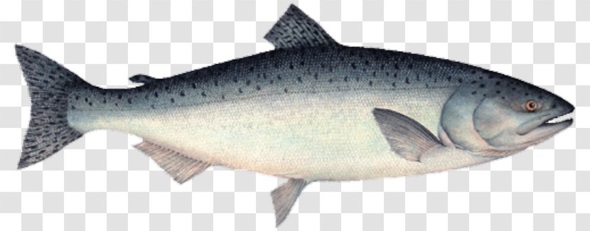 Sardine Coho Salmon Chinook Food - Pacific Salmons And Trouts - Fish Salemon Transparent PNG