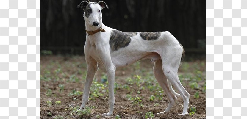 Spanish Greyhound Mudhol Hound Polish Chippiparai - Whippet - Dog Breed Transparent PNG
