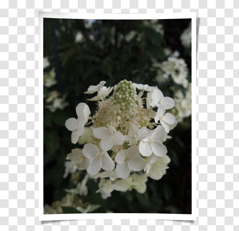 Tea Of Heaven Subshrub Viburnum Hydrangea - Hortensie Transparent PNG