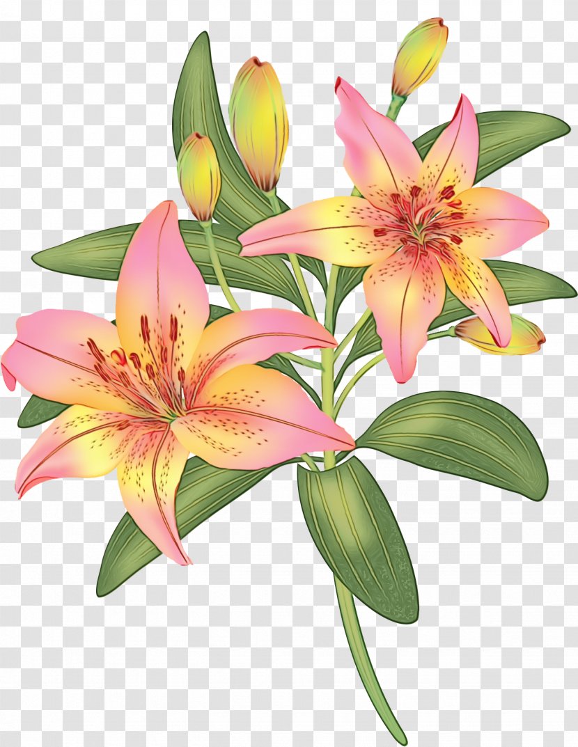 Flower Flowering Plant Lily Petal - Daylily Family Transparent PNG